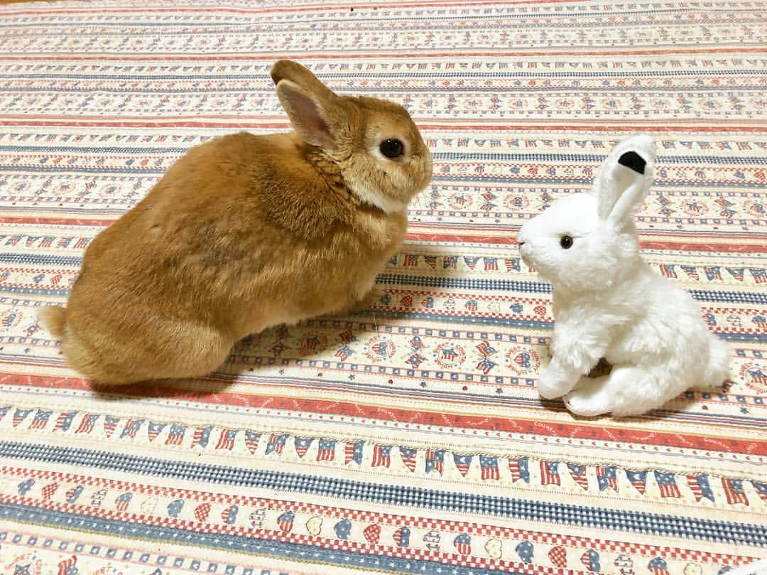 ラン?さんのインスタグラム写真 - (ラン?Instagram)「部屋の真ん中に🐰🐰2ぴょん💗 クンクンペロペロしてたかと思ったら、、この位置で落ち着いたww 距離感(笑) ☆ 4枚目の写真、このポーズ、ぬいぐるみのホッキョクウサギさんにちょっと似てない！？(^-^)？ ☆ #うさぎ #ネザーランドドワーフ #rabbit #bunny #bunnystagram  #rabbitstagram  #cute  #かわいい #ふわもこ部  #もふもふ  #zip写真部  #アニマル写真部 #instagramjapan #netherlanddwarf #うさぎと暮らす  #うさぎのいる暮らし #癒し #kawaii #ランちゃん  2019.04.22」4月22日 21時43分 - mofumofuusako