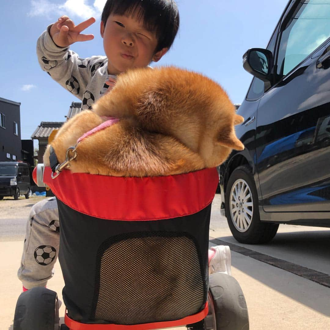 いなりさんのインスタグラム写真 - (いなりInstagram)「バイク好きにはたまらないこの唸り音♪。.:＊・゜♪。.:＊・゜ 行きは自分で歩くけど、用が済んだ帰り道はライくんの後ろに乗りたいよっとお座りするよ！ ♪。.:＊・゜♪。.:＊・゜ #おおちゃくい犬 #不機嫌ないなり #おぱんつ反対 #潰れた尻尾たまんねぇ #柴 #しば #しばいぬ #日本犬 #いぬバカ部 #犬#shiba #shibainu  #shibadog #shibarbucks #shibastagram #japanesedog」4月22日 21時50分 - shibainuinari