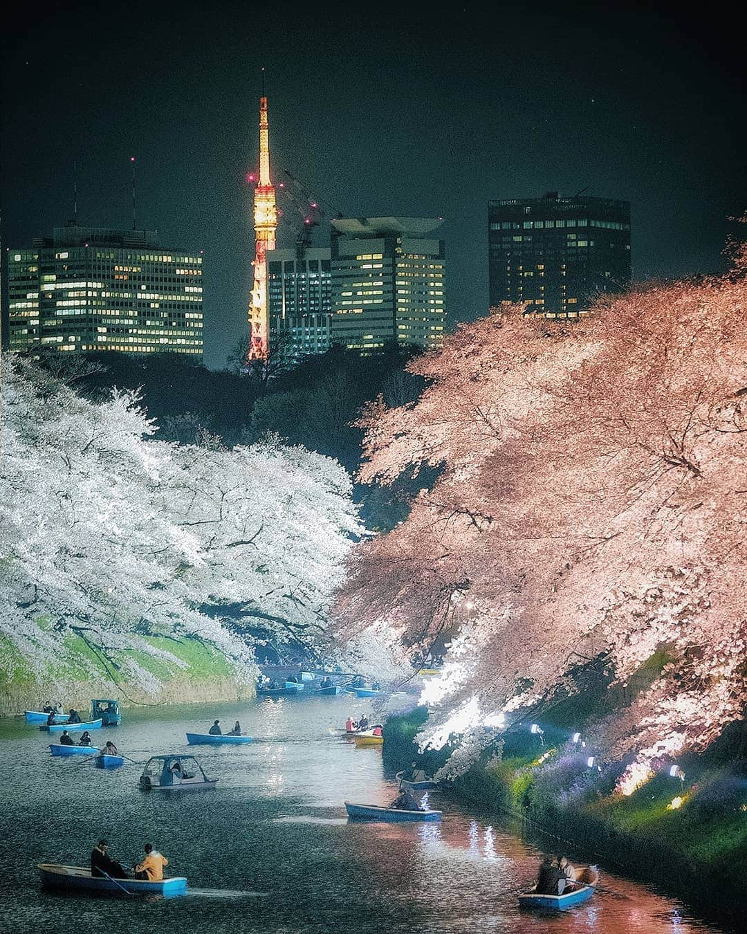 Berlin Tokyoさんのインスタグラム写真 - (Berlin TokyoInstagram)「🌸 It is mystical when cherry blossoms are glowing in the dark. . . 📍#Tokyo , #japan」4月22日 21時50分 - tokio_kid