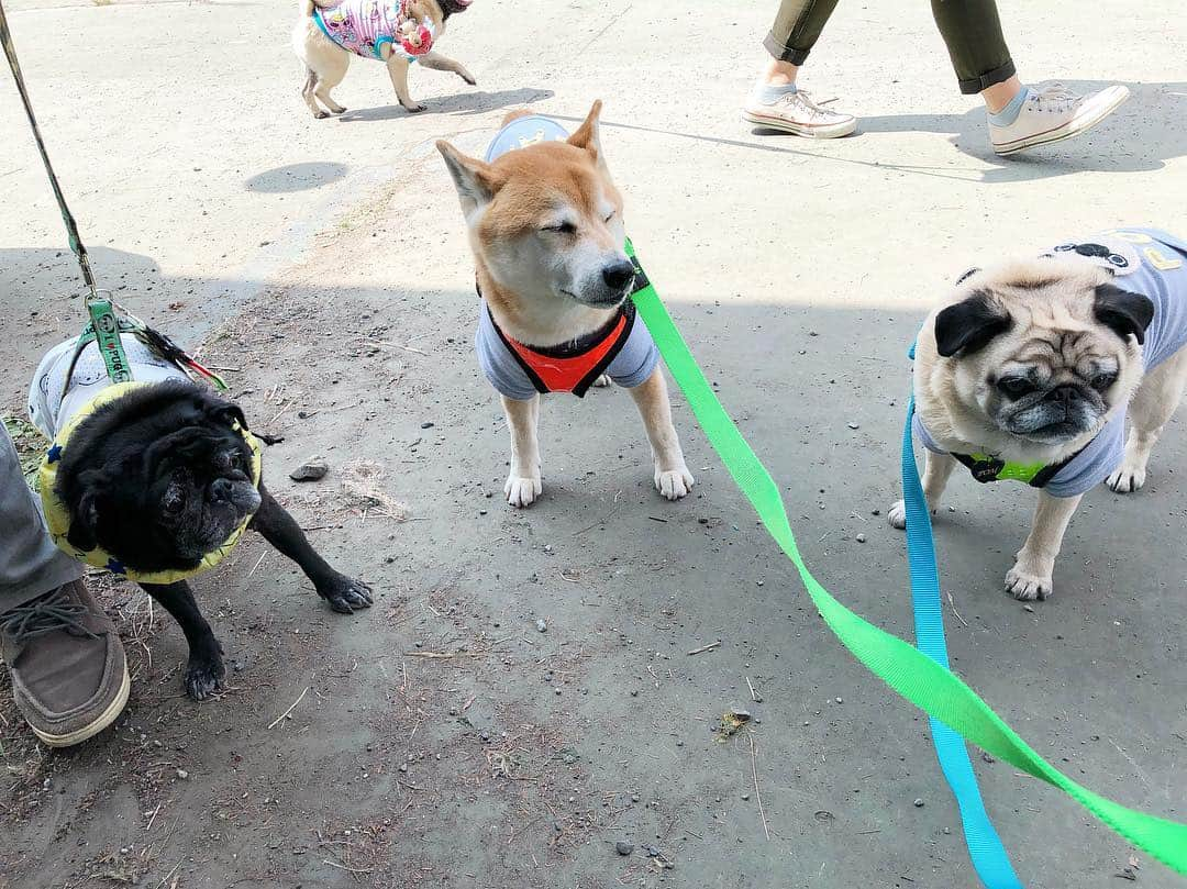 T&P Brothersさんのインスタグラム写真 - (T&P BrothersInstagram)「#ぺちゃフェス ③ ジェロさんいたよ😊💕⑦枚目  #shiba #pug #pugstagram #dog #柴 #柴犬 #パグ #tora #pom #トラ #ポム #柴パグ #시바 #퍼그 #泥料 #巴哥 #トラポムぺちゃフェス」4月22日 22時04分 - tora_pom_happylife