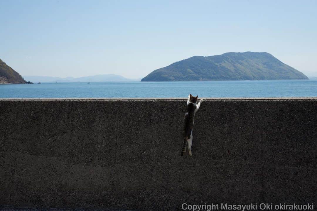 Masayukiさんのインスタグラム写真 - (MasayukiInstagram)「あと少し。  #cat #ねこ」4月22日 22時18分 - okirakuoki