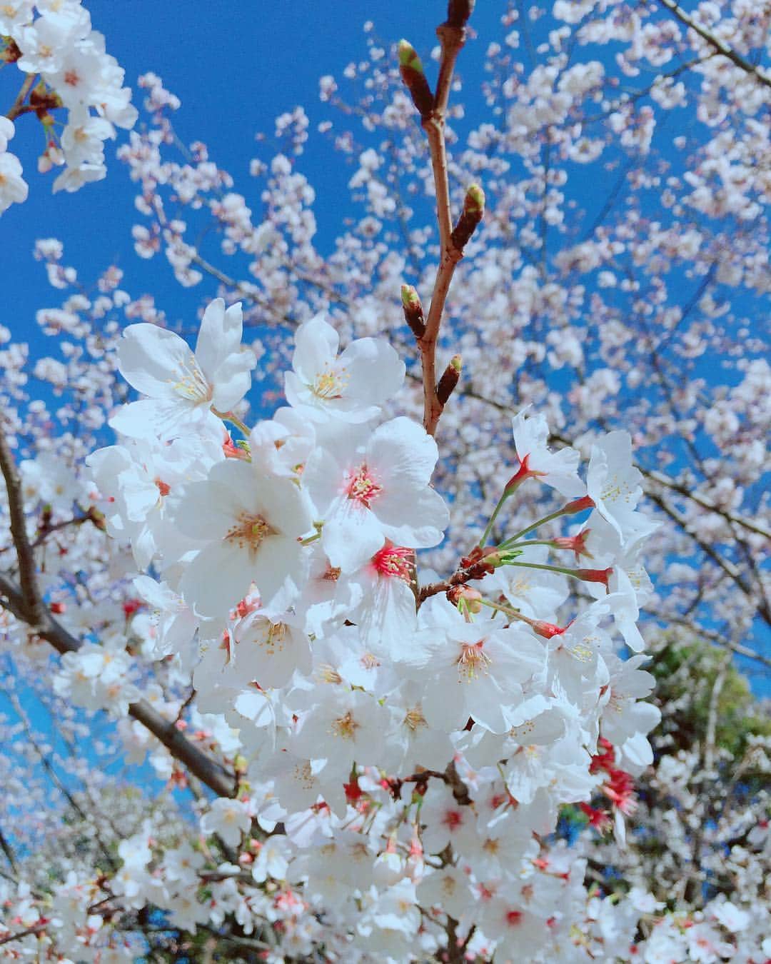 階上実穂さんのインスタグラム写真 - (階上実穂Instagram)「Ｓ🌸Ａ🌸Ｋ🌸U🌸Ｒ🌸Ａ」4月22日 22時29分 - miho_ishigami