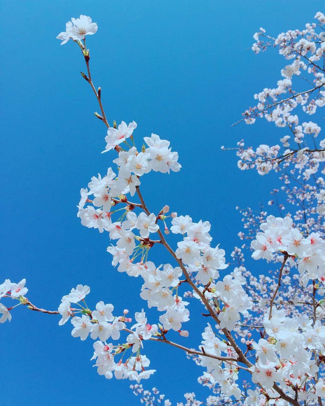 階上実穂さんのインスタグラム写真 - (階上実穂Instagram)「Ｓ🌸Ａ🌸Ｋ🌸U🌸Ｒ🌸Ａ」4月22日 22時29分 - miho_ishigami