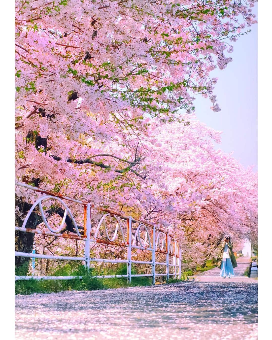 メグのん♡ A k i k oのインスタグラム：「♡More than the color of the rouge . . . その色にロックオン‼︎‼︎ . . . #平成最後の桜 ♡」
