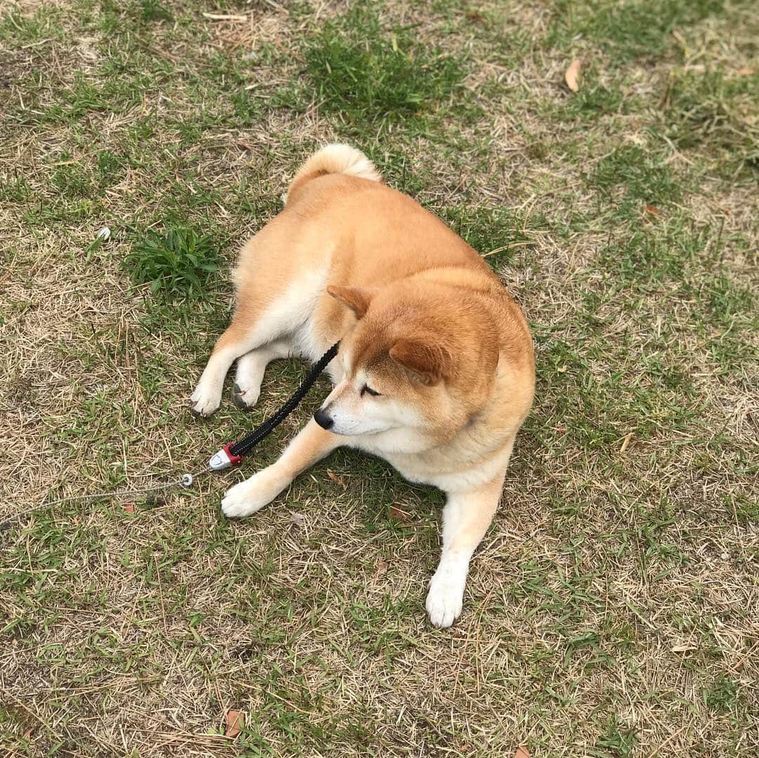 マル子のインスタグラム：「柴って突然休憩始めてどこでも寛ぐよね😂 #マル子 #柴犬 #shiba」