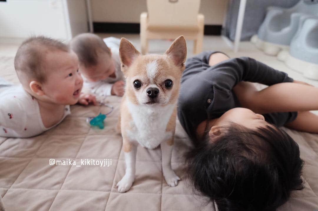 maika_kikitoyjijiさんのインスタグラム写真 - (maika_kikitoyjijiInstagram)「. Toy&Babies . 春はイベントたくさんで嬉しいね💓 . 今週末4月28日は、 待ちに待った "チワワEXPO"だよー♪♪ . チワワちゃんにぴったりの 厳選されたショップや、 かわいいフォトスポット、 わんちゃんと一緒に 楽しめる色んなコンテンツが あるみたい😋👍 . 詳細は公式インスタで‼︎‼︎ 👇 @chihuahuaexpo . 子供達預けてトイトイと 参加予定なんだけど 双子の弟が哺乳瓶拒否なので どうなる事やら😅 結局、連れてった方がいいのかなww . みんなに会えるの 楽しみにしてます〜✨✨ . . #犬と子供 #子供と犬 #instakids #chihuahua #dog #チワワ #犬 #치와와 #weeklyfluff #ふわもこ部 #IGersJP #dogstagram #chihuahuaoftheday #fujifilm #fujifilm_xseries #今日もX日和 #ミラーレス #tokyocameraclub #東京カメラ部 #犬バカ部 #whim_fluffy #チワワexpo #いぬすたぐらむ #犬と赤ちゃん #赤ちゃんと犬 #子育て #双子 #ママスタグラム #twins」4月23日 7時51分 - maika_kikitoyjiji