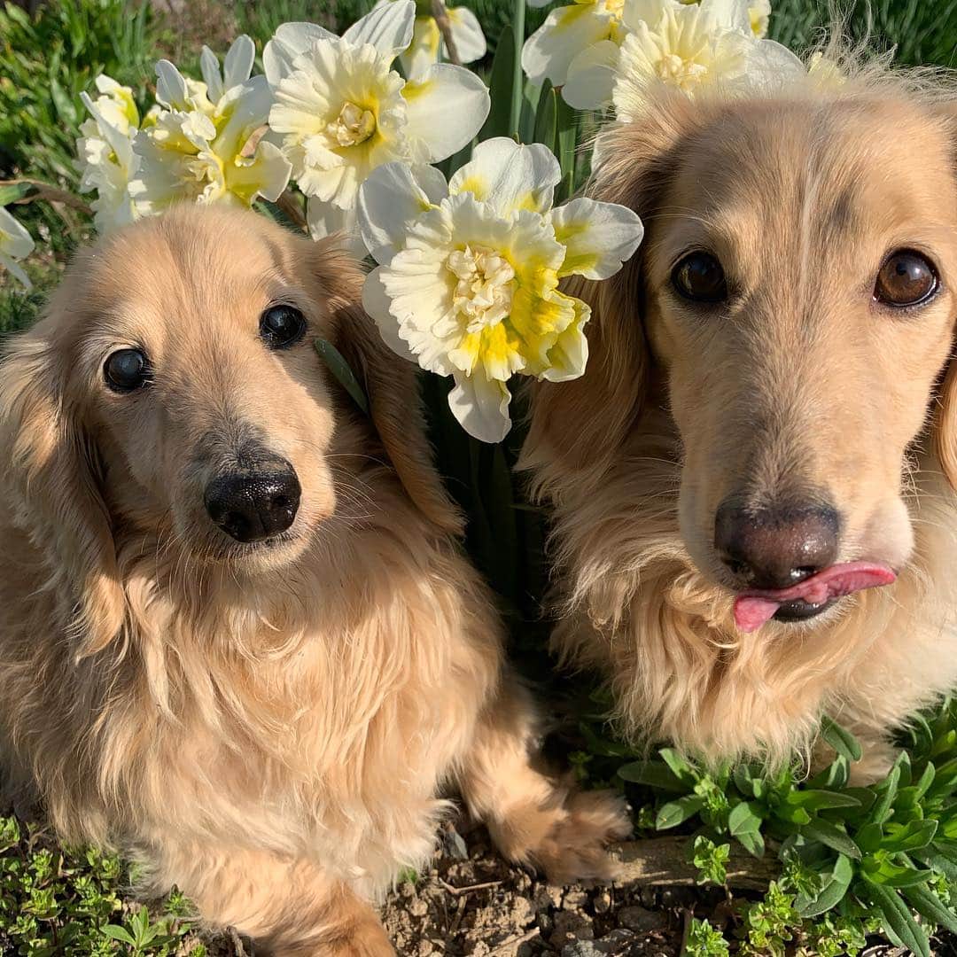 のインスタグラム：「Good morning ☀️ おは#水仙  #カメラ嫌い同好会 #pecoいぬ部 #犬の生活が第一 #癒しわんこ #dachshund #犬バカ部 #短足部 #ふわもこ部 #tokyocameraclub #東京カメラ部」