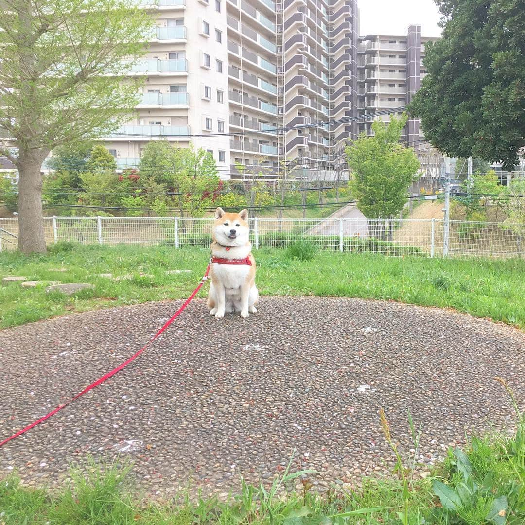 てんパパさんのインスタグラム写真 - (てんパパInstagram)「くもり空。今朝もてんこは元気です。 #朝んぽ #ミステリーサークル #糸目選手権」4月23日 7時53分 - tenchan.shiba