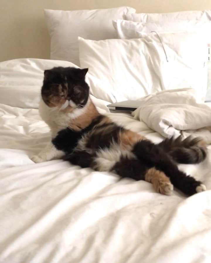 Pudgeのインスタグラム：「What did I just walk in to??? #drawmelikeoneofyourfrenchgirls #sexyandiknowit」