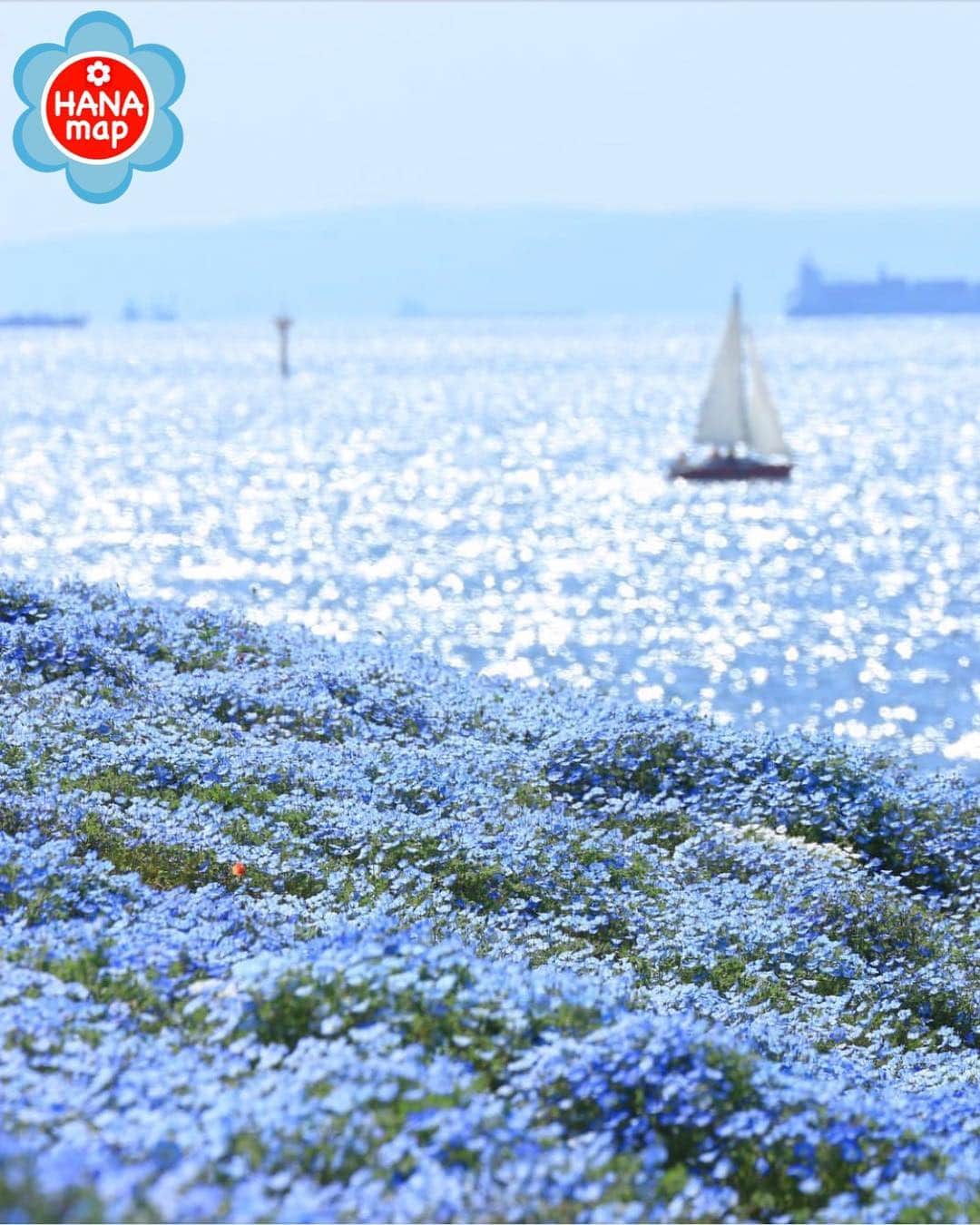 はなまっぷ❁日本の花風景さんのインスタグラム写真 - (はなまっぷ❁日本の花風景Instagram)「🌸はなまっぷ🌸 * @oga_chance さんの 花のある風景に花まるを💮 * キラキラと輝く爽やかなネモフィラの海をありがとうございます😊🌸 * 大阪  #大阪まいしまシーサイドパーク Osaka Maishima Seaside Park,Osaka. * 🌼ネモフィラの花言葉📝🌼 可憐、どこでも成功 * 見頃を過ぎている場合もございます。お出かけの際はHP等で最新の情報をご確認くださいね🙏🌸 * 🌸•••🌸•••🌸•••🌸•••🌸•••🌸 * いつも素敵なお花をありがとうございます😊 日本の花のある風景にタグ付けしてください🌸 お花があれば何でもOKです💓 * #はなまっぷ * #日本の美しい花風景#花のある風景#花#花言葉#花畑#ネモフィラ#舞洲」4月23日 8時06分 - hanamap