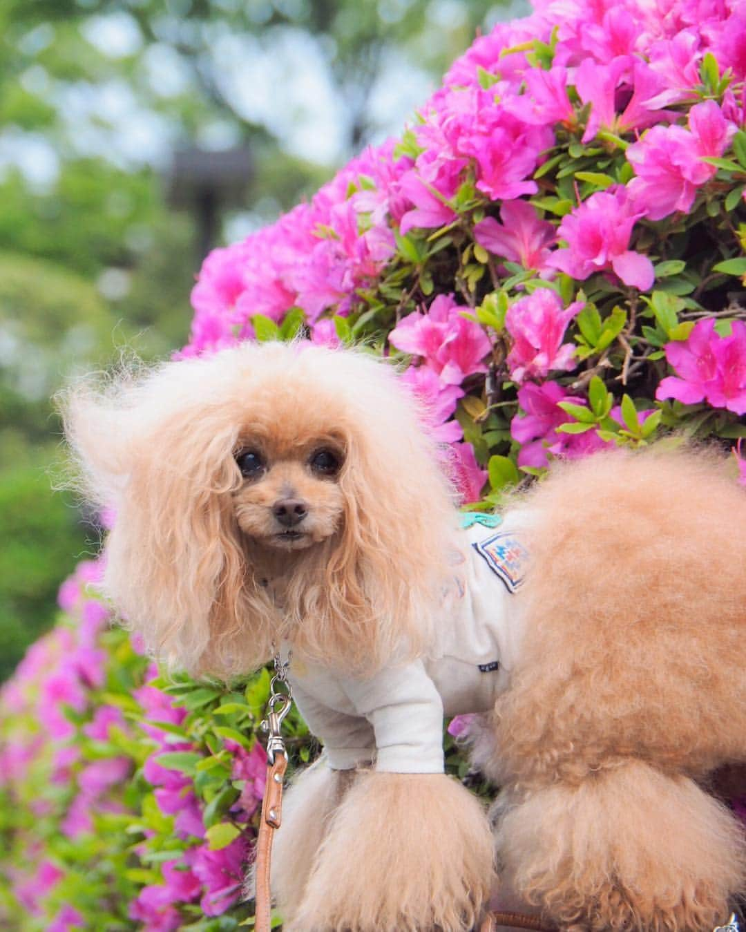 Toypoodle Mikuru?Asakusa Tokyoさんのインスタグラム写真 - (Toypoodle Mikuru?Asakusa TokyoInstagram)「20190423 Tuesday. Good morning! Friends 💕 渦巻く浪漫の花盛り💐 フェイクじゃない、リアル桃尻をどうぞ👐🏻 . 女の浪漫は金泡よね🍻 みくるの浪漫はオニクね🥩 . #つつじ が見頃 #浅草寺 のつつじですよ #極嬢桃尻 解放区」4月23日 8時03分 - purapura299