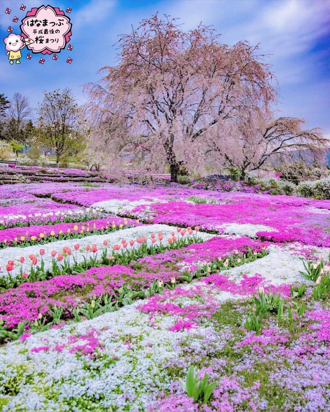 はなまっぷ❁日本の花風景さんのインスタグラム写真 - (はなまっぷ❁日本の花風景Instagram)「🍃🌸はなまっぷ平成最後の桜まつり🌸🍃 * @dai2438 さんの 平成の桜に花まるを💮 * 平成を彩る日本の美しい桜をありがとうございます😊🌸🍃 * 岐阜  #芝桜の里 Nakatsugawa, Gifu Pref. * 見頃を過ぎている場所もご紹介しています。 お出かけの際はHP等で最新の情報をご確認くださいね🙏🌸🍃 * 🌸•••🍃•••🌸•••🍃•••🌸•••🍃•••🌸 * 🌸桜まつり概要🌸 * 期間:平成最後の日まで タグ:#はなまっぷ * #はなまっぷ  のタグの中から、桜のお写真をどんどんご紹介させていただきます。期間中はランダムに、複数枚投稿でもご紹介させていただく場合がございます。 * #桜#sakura#花見#さくら#日本#春#花#平成最後の#満開#芝桜#シバザクラ * 🌸•••🍃•••🌸•••🍃•••🌸•••🍃•••🌸 * はなまっぷより * 💌LINEスタンプ「はなまっぷちゃん」絶賛発売中！みなさんのLINEにも花まるを💮 💌はなまっぷ本、Amazonや全国の書店さんで満開です！ぜひお手にとっていただけると嬉しいです🌸 * LINEスタンプ、はなまっぷ本は、プロフ欄記載のTwitterアカウントよりご確認ください。 * 🌸•••🍃•••🌸•••🍃•••🌸•••🍃•••🌸 *」4月23日 8時04分 - hanamap