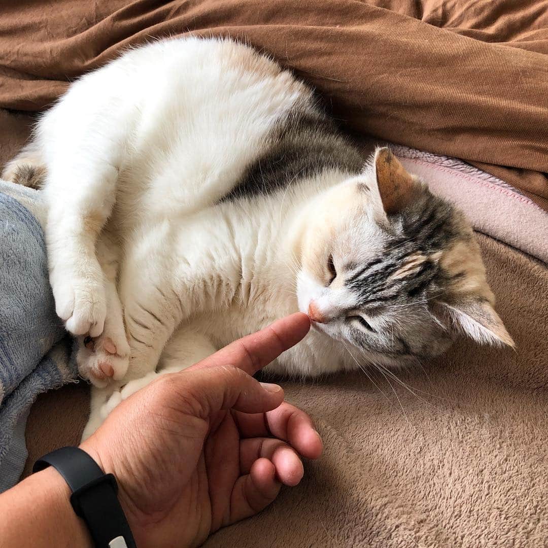 ホタテ＆クラム＆シラスのインスタグラム：「お仕事行って来ますよー #cat #neko #ScottishFold #猫 #ねこ #スコティッシュフォールド #catstagram #instagram #instagramjapan #ig_japan #igersjp」