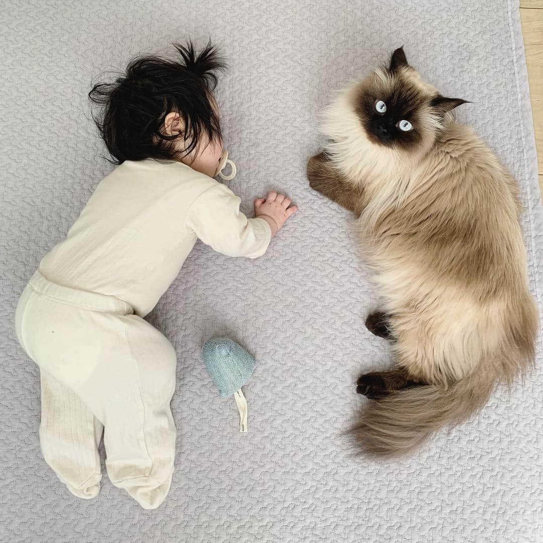 plumeさんのインスタグラム写真 - (plumeInstagram)「同じスタイルで寄り添ってた👶🏻💞👧🏼 ちょっとハート型っぽい♥️？ . . . . . . . . .  #プリュムのいる生活 #猫のいる暮らし  #ヒマラヤン  #赤ちゃんと猫  #ふわもこ部  #ヒマラニャンズ  #猫  #ねこ #お揃い #寝相 #そっくり #ママタス #イブル #이불 # 🐈 #고양이  #kucing  #Кот  #ilovecats  #kittens  #sealpoint  #beautifulcat #himalayancat  #catsofinstagram #catloversclub  #bestmeow  #bestcats_oftheworld  #weeklyfluff  #bestanimal #cutepetclub #grumpycat」4月23日 8時34分 - plumestagram