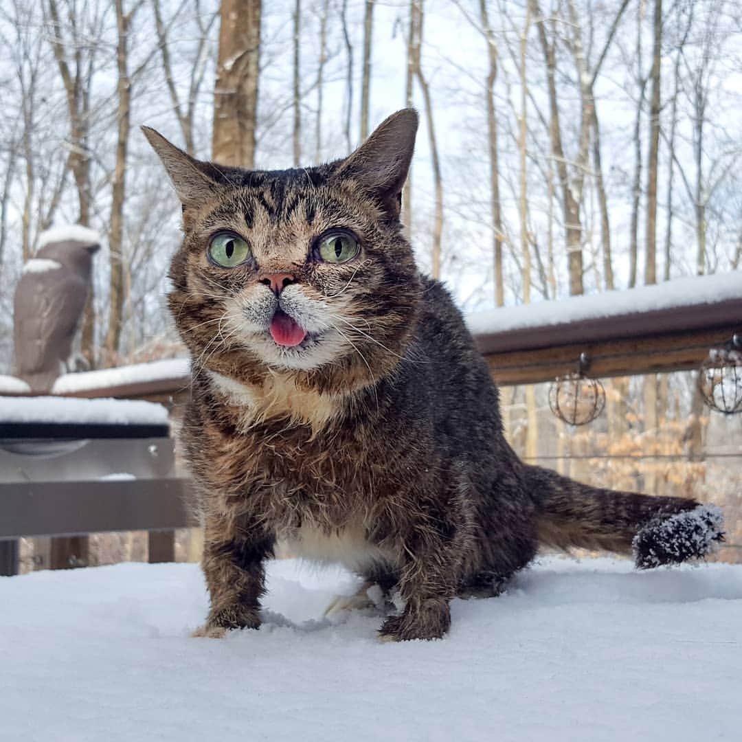 Lil BUBさんのインスタグラム写真 - (Lil BUBInstagram)「On Earth Day, BUB would like to thank her friends at @halopets for food that is responsibly made and sustainably sourced. It's good for our planet, good for our pets, and been good for BUB since she was a kitten. GOOD JOB HALO.」4月23日 8時45分 - iamlilbub