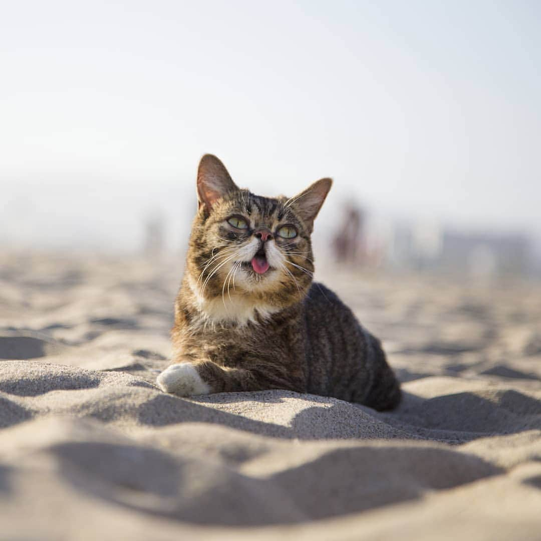 Lil BUBさんのインスタグラム写真 - (Lil BUBInstagram)「On Earth Day, BUB would like to thank her friends at @halopets for food that is responsibly made and sustainably sourced. It's good for our planet, good for our pets, and been good for BUB since she was a kitten. GOOD JOB HALO.」4月23日 8時45分 - iamlilbub