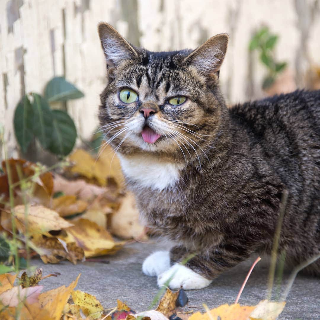 Lil BUBさんのインスタグラム写真 - (Lil BUBInstagram)「On Earth Day, BUB would like to thank her friends at @halopets for food that is responsibly made and sustainably sourced. It's good for our planet, good for our pets, and been good for BUB since she was a kitten. GOOD JOB HALO.」4月23日 8時45分 - iamlilbub