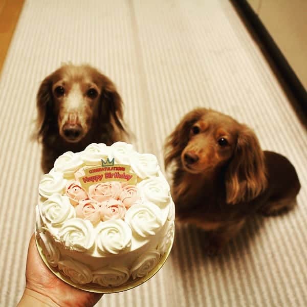 くるみんのインスタグラム：「* たくさんの皆様から、お祝いメッセージを頂きまして、ありがとうございました。 こむぎは幸せ者です  こむぎさんへのプレゼントは、この誕生日ケーキ🎂  すっかりお気に入りshopになって、最近の記念日に購入してるLa Dolce Vitaさんのケーキ とにかく素敵でエレガントです  #ミニチュアダックス #ミニチュアダックスフント #ミニチュアダックスフンド #イザベラ #イザベラタン #カニンヘンダックスフント #カニンヘンダックスフンド #カニンヘンダックス #カニンヘン #チョコタン #チョコタンダックス #ダックスフンド #ダックス多頭飼い #ダックス #ダックスフント #誕生日ケーキ #ladolcevita  #dachshund #dogstagram #east_dog_japan #instagramdogs #instadachs #kyounodachs #kyounowanko #todayswanko #7pets_1day #わんこなしでは生きていけません会 #ワンコなしでは生きて行けません会 #いぬすたぐらむ #いぬばか部」