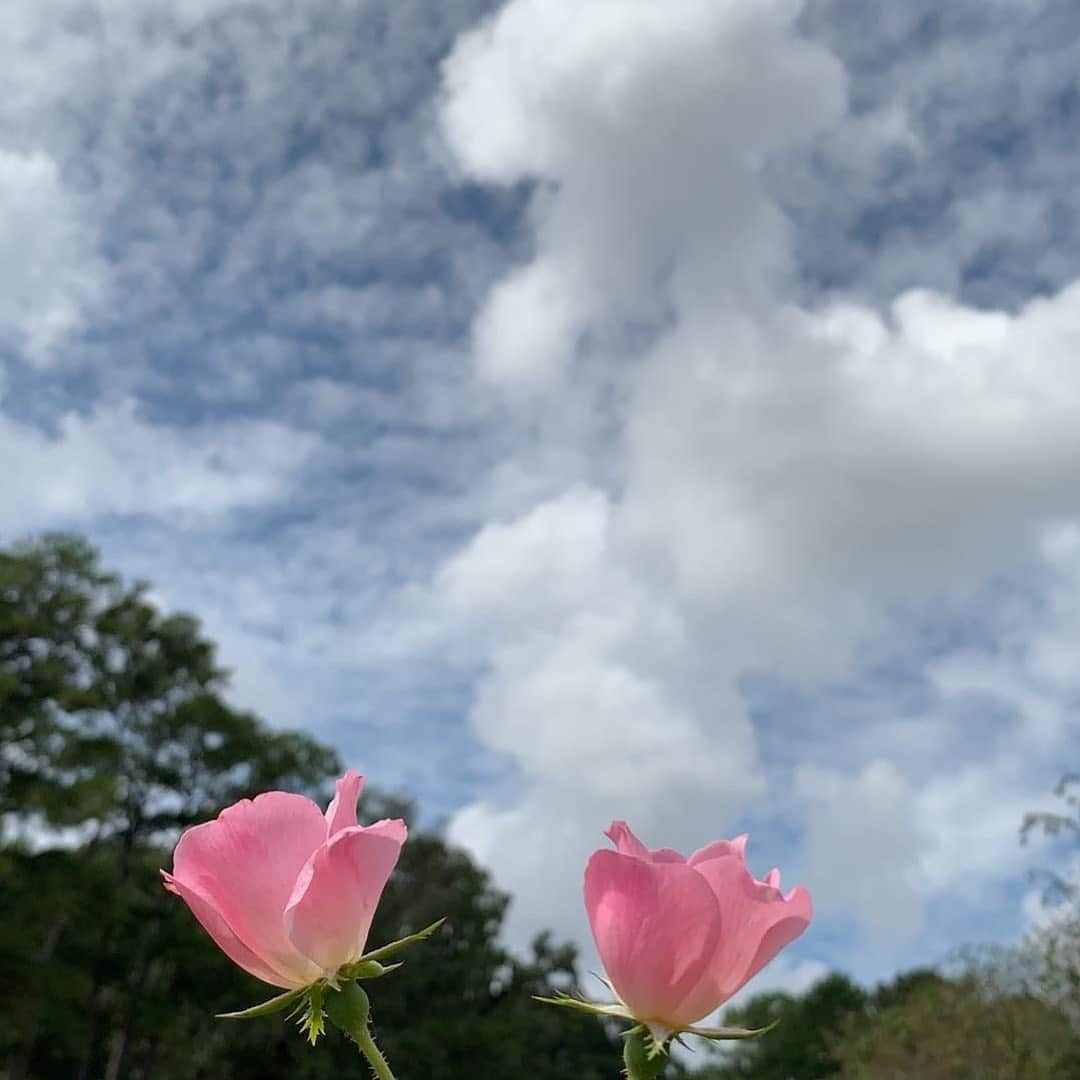 カルーシェ・トランさんのインスタグラム写真 - (カルーシェ・トランInstagram)「HAPPY EARTH DAY! Let’s continue to do our parts in taking care of our planet with love and kindness 💚」4月23日 8時57分 - karrueche