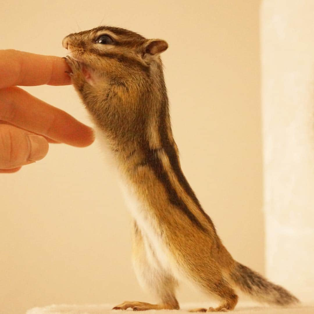 ビッケ & トッドさんのインスタグラム写真 - (ビッケ & トッドInstagram)「#Tod Mommy! Please don't go anywhere. I want to play with you!  ママ！今日は出掛けずにぼくと遊ぼうよ！  #ペッツクローバー東大宮店 にて #シマリス展ー小さな野性と暮らすー 好評開催中♪入場料無料グッズ販売は5/3(金) 5/6(月)限定！ #chipmunk #シマリス #映画ペット2」4月23日 9時06分 - bikke_the_chip