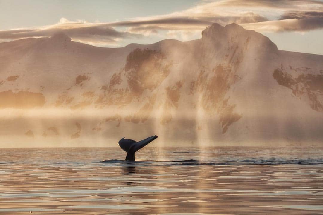 のインスタグラム：「Photo by @cristinamittermeier // Sponsored by @makersmark // Like a veil of molten gold, the early evening light bathes a lone humpback whale as it feeds in the krill-rich waters off the Antarctic Peninsula. During an assignment for National Geographic, we saw hundreds, if not thousands, of humpback whales. These beautiful cetaceans have made an amazing comeback after having been hunted to the very verge of extinction during the whaling era. No matter how many times I see them, I am always thrilled to know they are still out there. // This Earth Day, @makersmark is on a mission to remove 75,000 pounds of trash from the world’s oceans and waterways. Explore #CocktailsForCleanups to join a cleanup near you and help create change. Because without water there could be no life on Earth. And no bourbon. Maker’s Mark should be enjoyed by adults of legal purchase age for alcohol. MADE WITH CARE. SIP WITH CARE.™ Bourbon 45%abv. Maker’s Mark Distillery, Loretto, KY.」