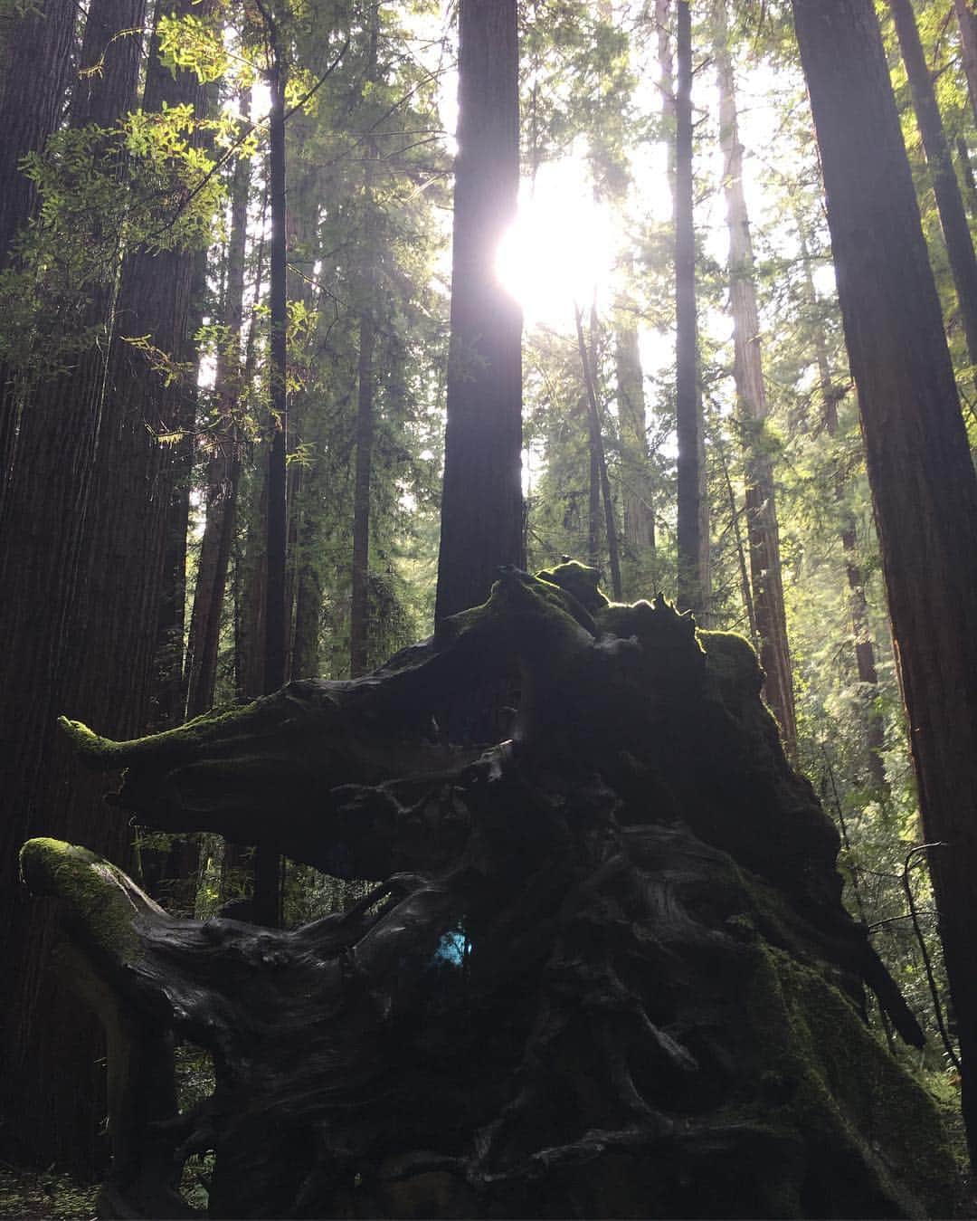 アレハンドラ・ジャネサさんのインスタグラム写真 - (アレハンドラ・ジャネサInstagram)「Happy #Earthday!! 😃🌲🌳I love being out in Nature, it’s my favorite way of recharging and reconnecting 🙏. These are from my recent trip to Northern California ✨💚 #armstrongwoods #norcal #redwoods #walkedbarefoot #andwascalledahippie #thatswheniknewimadeit 😂😁🙌 #🤓 #tb」4月23日 0時33分 - alellaneza