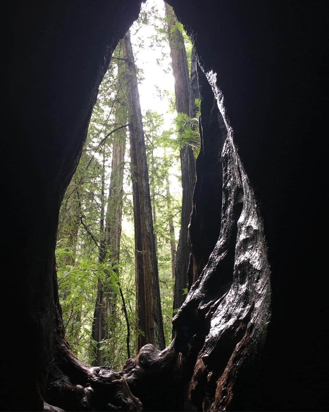 アレハンドラ・ジャネサさんのインスタグラム写真 - (アレハンドラ・ジャネサInstagram)「Happy #Earthday!! 😃🌲🌳I love being out in Nature, it’s my favorite way of recharging and reconnecting 🙏. These are from my recent trip to Northern California ✨💚 #armstrongwoods #norcal #redwoods #walkedbarefoot #andwascalledahippie #thatswheniknewimadeit 😂😁🙌 #🤓 #tb」4月23日 0時33分 - alellaneza