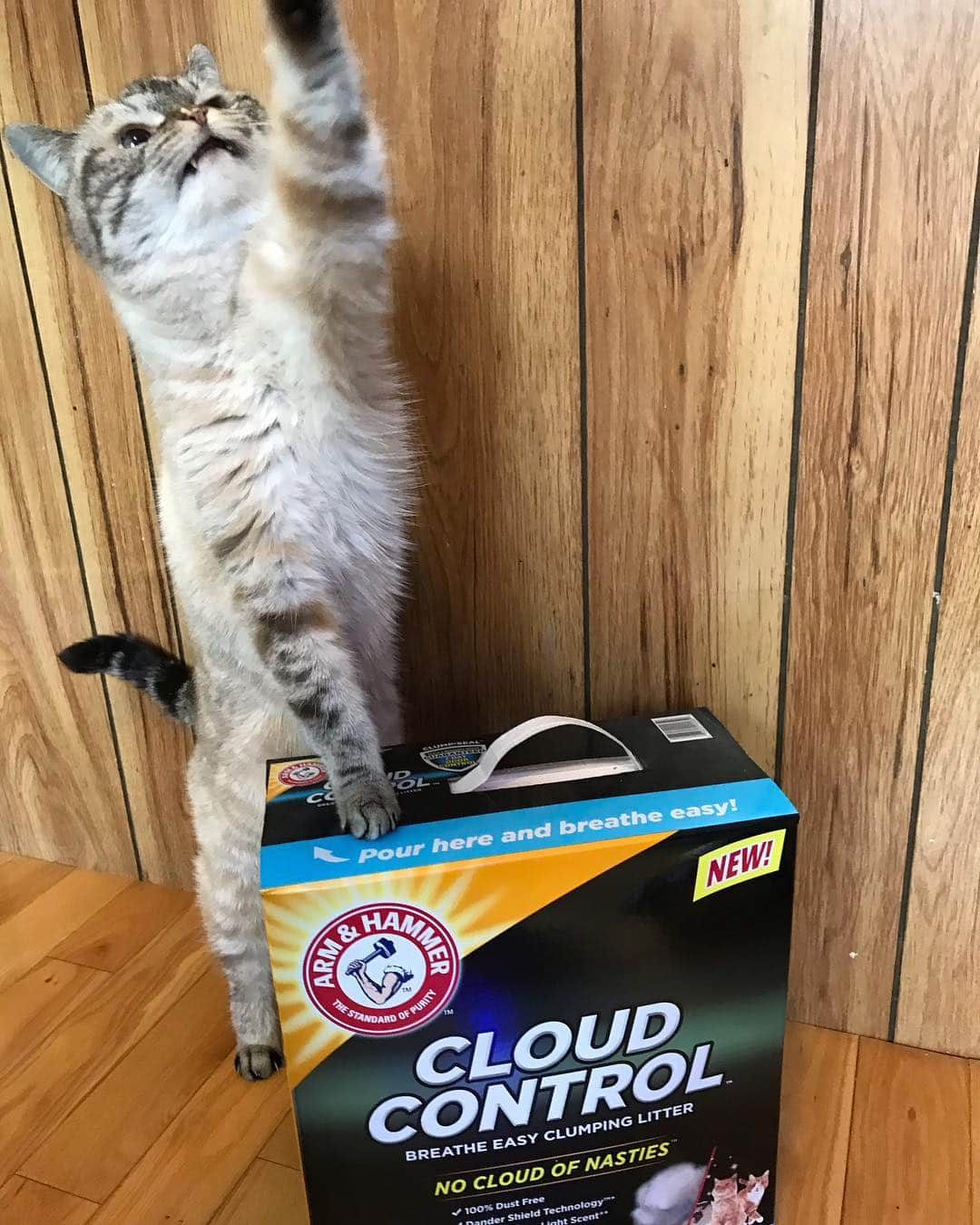 Lokiさんのインスタグラム写真 - (LokiInstagram)「As fierce as Loki may appear, she’s a very sensitive kitty. We were both on cloud nine when ARM & HAMMER™ launched their new product ARM & HAMMER™ Cloud Control™ Clumping Cat Litter. #ad What happens in the litter box, should stay in the litter box. NEW ARM & HAMMER™ Cloud Control™ Clumping Litter reduces airborne dander and other nasties when you scoop. It has a hypoallergenic light scent and is 100% dust-free so both Loki and I can breathe easy. Try ARM & HAMMER™ Cloud Control™ today, available at your local Walmart store, or using Walmart’s Online Grocery Pickup service  Visit cloudcontrolwalmart.com to take a fun quiz, automatically add Cloud Control to your Walmart Online Grocery Pick up cart and find money-saving Ibotta rebates for up to $2.00 off your purchase of ARM & HAMMER™ Cloud Control™! Plus, enter for a chance to win a $250 Walmart Gift Card! @armandhammercat」4月23日 0時47分 - loki_kitteh