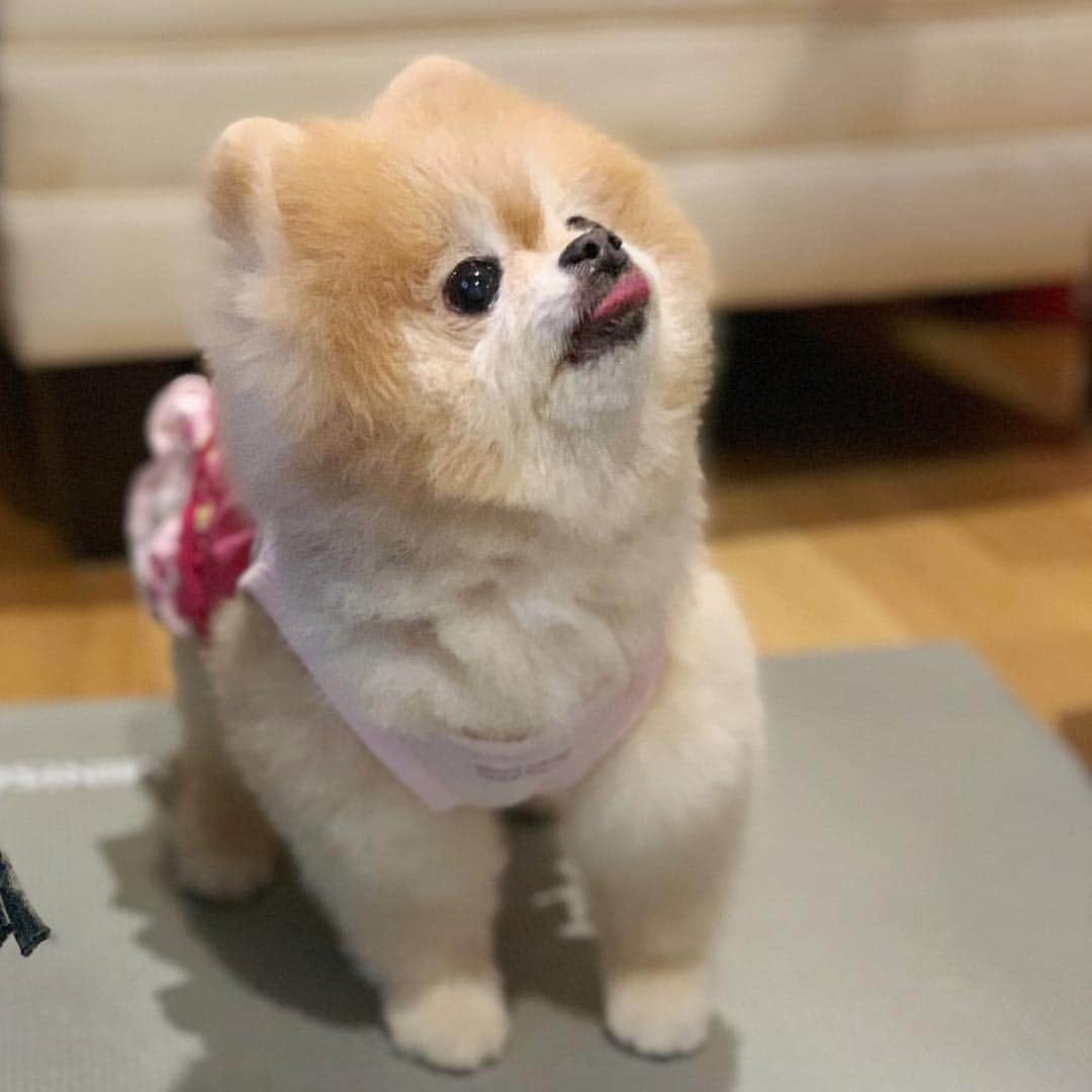 Ella Chuffyさんのインスタグラム写真 - (Ella ChuffyInstagram)「Me??? 🙃 . . . . . . . . #ellachuffy #pet #petstagram #pomeranianpage #pomeraniansofinstagram #teacuppoms #cutedogs #pomeranian_lovers #pomeranianlife #pomeranianworld #teddybeardog #pomeranian #puppylove #aplacetolovedogs #dogoftheday #justpomeranians #fluffypack #dogoftheday #anmlsposts #thedailypompom #picoftheday #iflmdog #犬 #狗 #everydaydoglover  #pomeranianww #justpomeranians #bridgetdoodlesdogs #coffeeoftgeday」4月23日 0時47分 - missdiad