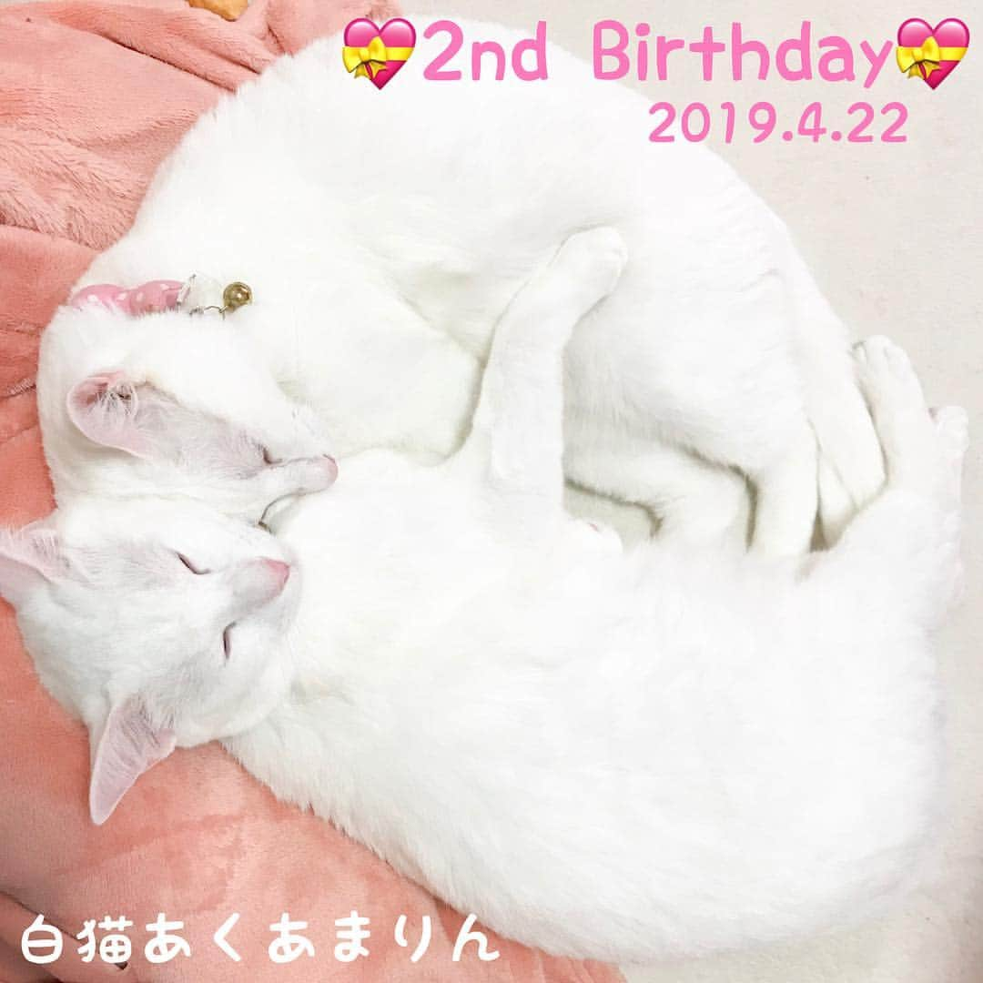 AchaNailさんのインスタグラム写真 - (AchaNailInstagram)「あくあとまりんが昨日で2歳になりました✨﻿ ﻿ いつまでも健康で長生きしてずっとふたり仲良くね☺️﻿ ﻿﻿ ﻿﻿﻿﻿ #双子猫 #白猫 #白猫あくあまりん #にゃんこ #かわいい #ねこ #ネコ #猫好きさんと繋がりたい #猫 #愛猫 #ねこら部 #にゃんこ部 #ニャンコ #猫2匹 #白猫部 #青目 #オッドアイ #仲良し #ふわもこ部 #neko #nekostagram #cats #catstagram #cat #whitecat #🐱🐱 #🐈🐈」4月23日 0時48分 - achanail