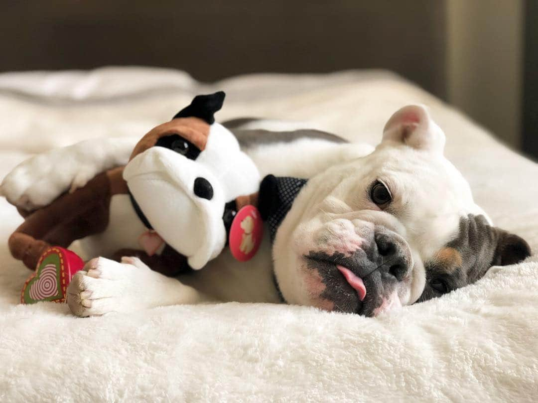 Bodhi & Butters & Bubbahさんのインスタグラム写真 - (Bodhi & Butters & BubbahInstagram)「The best friends leave paw prints 🐾 on your heart 💗 which is why we’re teaming up with @myfurbabysheartbeatbear 🎉These adorable stuffed animals let you record your dogs bark or heartbeat so you’ll always carry a piece of your fur baby with you 🐶👯‍♀️💕 and right now 30% of your purchase will go to @roadogs when you use promo code BULLDOGLOVE 🎉 HELP US SAVE ALL THE RESCUE PUPPIES 🎉 just click the link in my bio and enter code BULLDOGLOVE at check out!!! . . . . As if that wasn’t enough 💁🏼‍♀️ I will also be GIVING AWAY a bulldog #myfurbaby 🙀🙀🙀 to enter, make sure you’re following @bulldogstuff and @myfurbabysheartbeatbear (yes I will check!) and tag as many friends as you want!!! Each tag will count as one entry!  For ten additional entries share this post and tag us!!! The winner will be randomly selected next Monday - April 29th at 6pm PST 🌈🥰🐶 open to US residents only . . . . #bulldog #myfurbabysheartbeatbear #dogsofinstagram #puppy #love #giveaway #contest #rescuedog #adoptdontshop #help #furbaby #cute #win #pet #life #bestoftheday #vegan #positivevibes #bff #bestfriend」4月23日 0時56分 - keonistuff