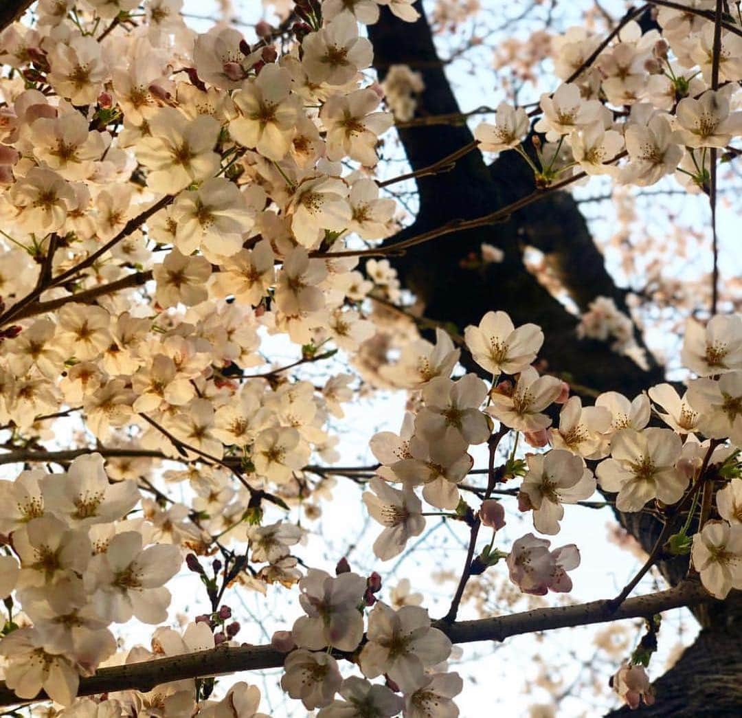 川添りなさんのインスタグラム写真 - (川添りなInstagram)「あれ この写真載せてなかったっけ。桜もう完全に散っちゃいましたねー🌸  おやすみなさい。☺️」4月23日 0時57分 - zorina_522