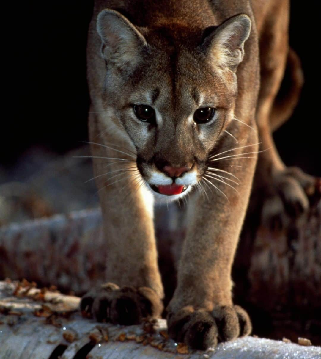 アニマルプラネットさんのインスタグラム写真 - (アニマルプラネットInstagram)「This puma can LEAP for the stars, sometimes scaling TWELVE feet! These cuties have specialized eyes that allow them to see at night. . . . . . #animalsofinstagram #animalplanet #animaloftheday #wild #wildlife #outdoors #animals #wildanimals #conservation #nature #animallovers #instanature #wildgeography #puma #cat #bigcat #belize」4月23日 1時00分 - animalplanet