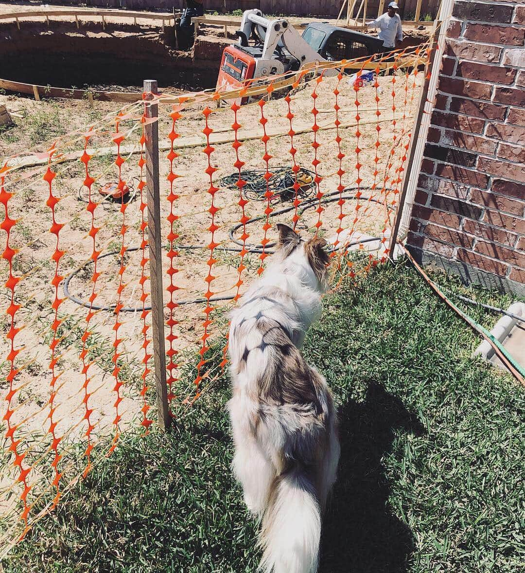 Jazzy Cooper Fostersさんのインスタグラム写真 - (Jazzy Cooper FostersInstagram)「We are building a pool so that BB can learn to swim 😁🐬 Maybe she’ll even let us humans use it too 🥳💦 #BBcolors」4月23日 1時01分 - bordernerd