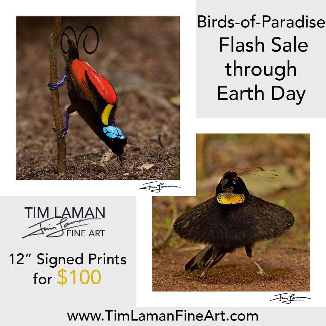Tim Lamanさんのインスタグラム写真 - (Tim LamanInstagram)「Photo by @TimLaman.  Happy Earth Day!  Birds-of-Paradise have a reason to celebrate this year, because the Province of West Papua, where sixteen of the forty Birds-of-Paradise are found has declared their commitment to set aside 70% of their land as protected forest!  Swipe to see three of these species that are found ONLY in West Papua, Indonesia:  Wilson’s, Red, and Western Parotia Birds-of-Paradise.  Birds-of-Paradise are the global ambassadors for conservation of the forests of Papua.  Earth Day also happens to be coinciding with my being at home for a little while to sign prints, so we are offering a spring sale on some of my favorite Bird-of-Paradise images.  So how about celebrating by freshening up your décor? See the link in my profile or go to www.timlamanfineart.com/square-birds-of-paradise to see the full selection. #birdsofparadise #birdofparadise」4月23日 1時03分 - timlaman