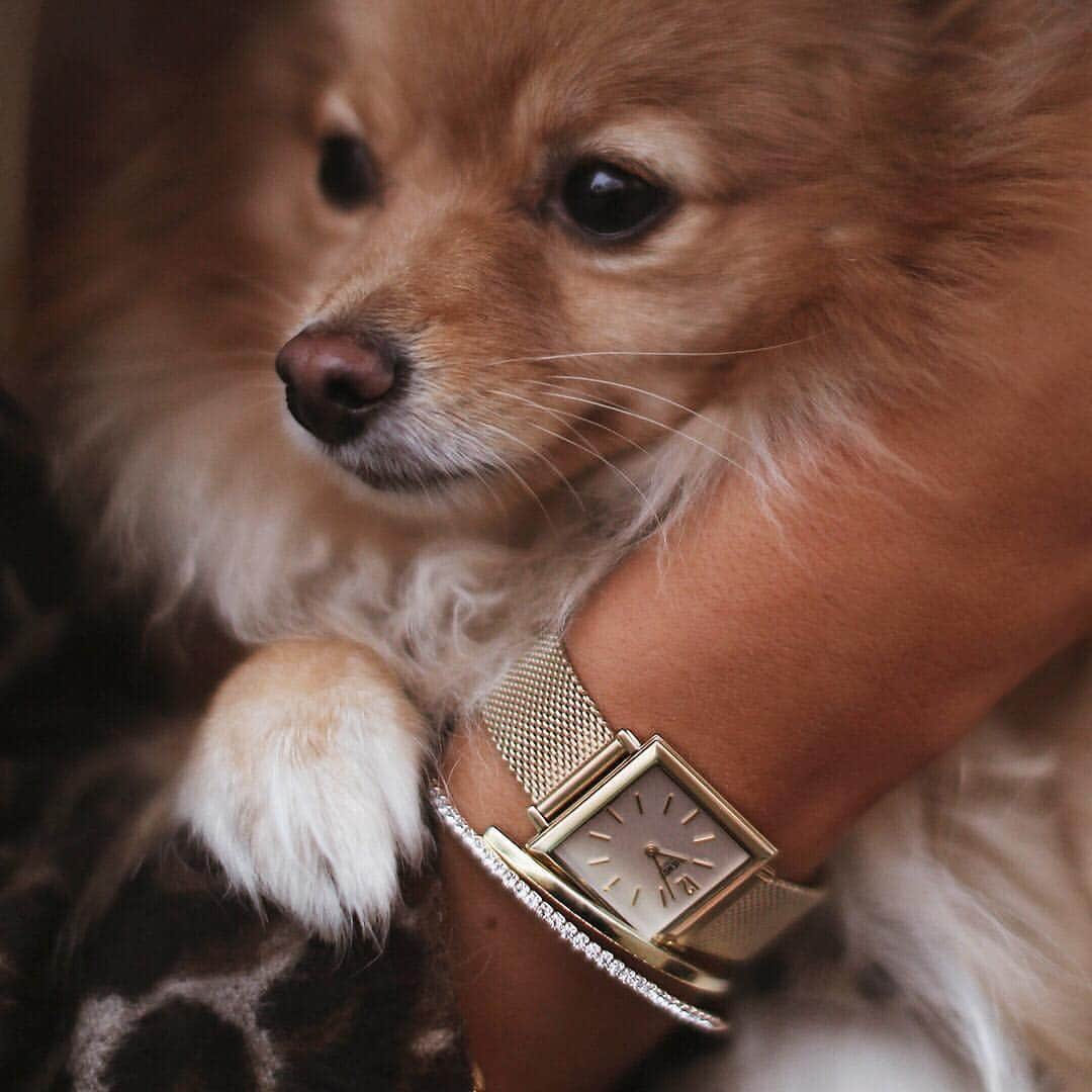 Henry London Official page of Britishさんのインスタグラム写真 - (Henry London Official page of BritishInstagram)「This dog... it’s even cuter than our watch! @frassyaudrey . . . #aw19 #gold #leather #gold #goldwatch #square #squarewatch #vintagestyle #vintagedesign #classic #classicdesign #boyfriendstyle #unisex  #londondesign #britishdesign #scandistyle #sleekdesign #womw #wristwatch #wristwatchcheck #accessoriesoftheday  #wristcandy #horologie #horology #luxurywatch #lovewatches #dailywatch #midcenturydesign #timepiece #dogsofinstagram」4月23日 1時21分 - henrywatches