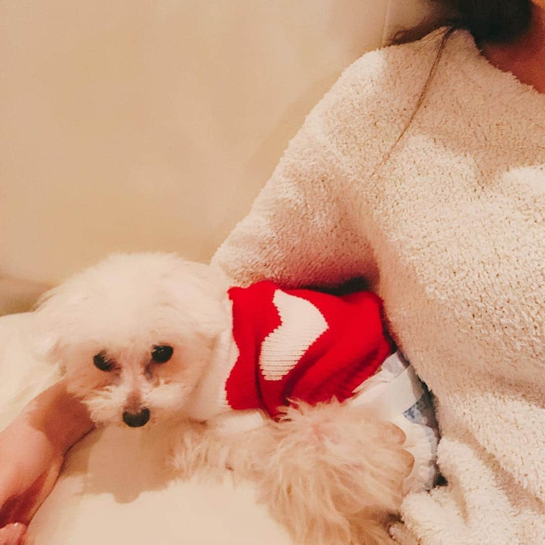 藤井リナさんのインスタグラム写真 - (藤井リナInstagram)「彼女か😂  #tiffany #myprincess #baby #toypoodle #iloveyou #somuch  #dog #love #animals #angel #12yearsold 微博:@藤井莉娜LenaFujii #lenafujii #fujiilena #藤井リナ #藤井莉娜」4月23日 1時35分 - lenafujii0702