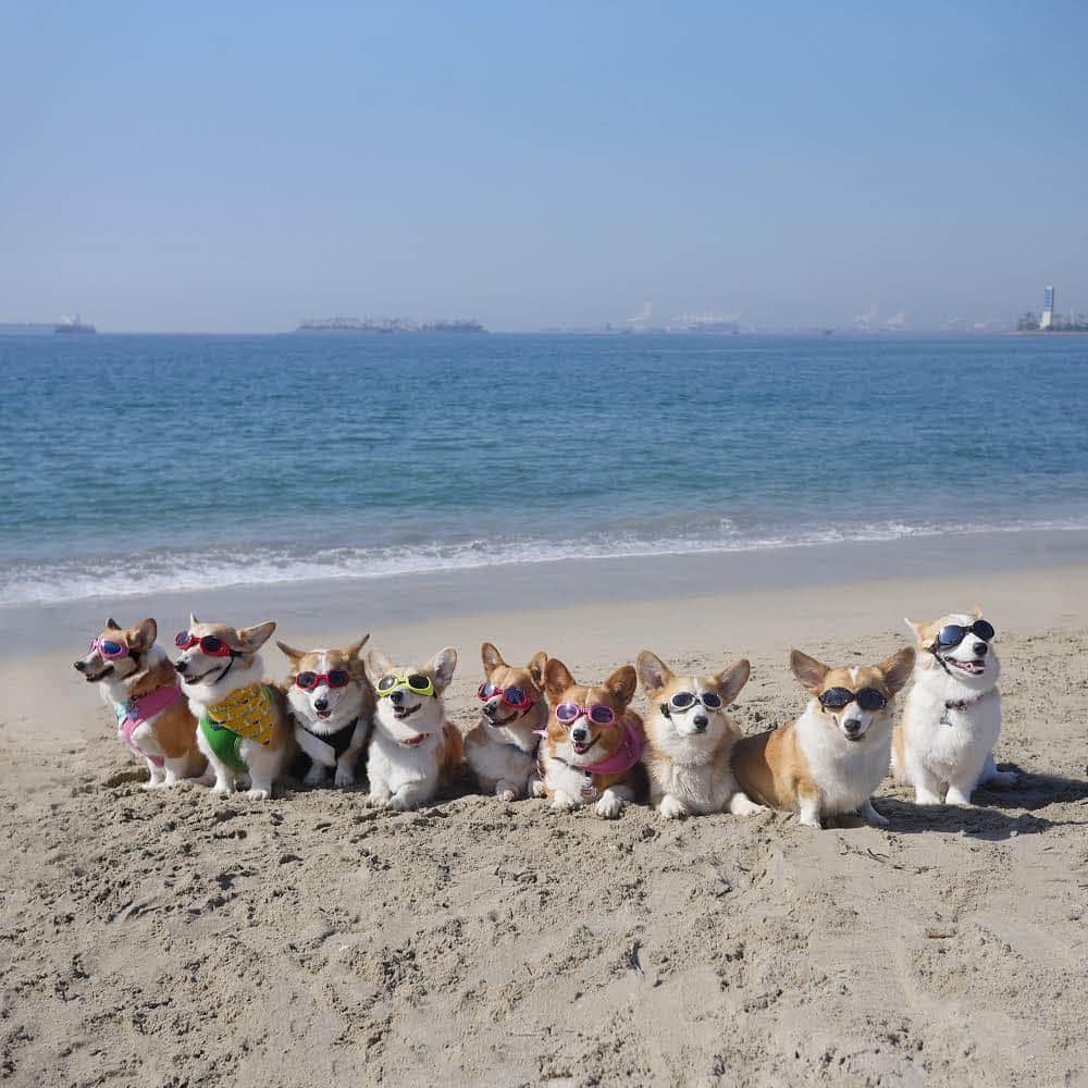 DogsOf Instagramさんのインスタグラム写真 - (DogsOf InstagramInstagram)「“What a dog person's weekend looks like” writes @emwng  #dogsofinstagram」4月23日 1時35分 - dogsofinstagram