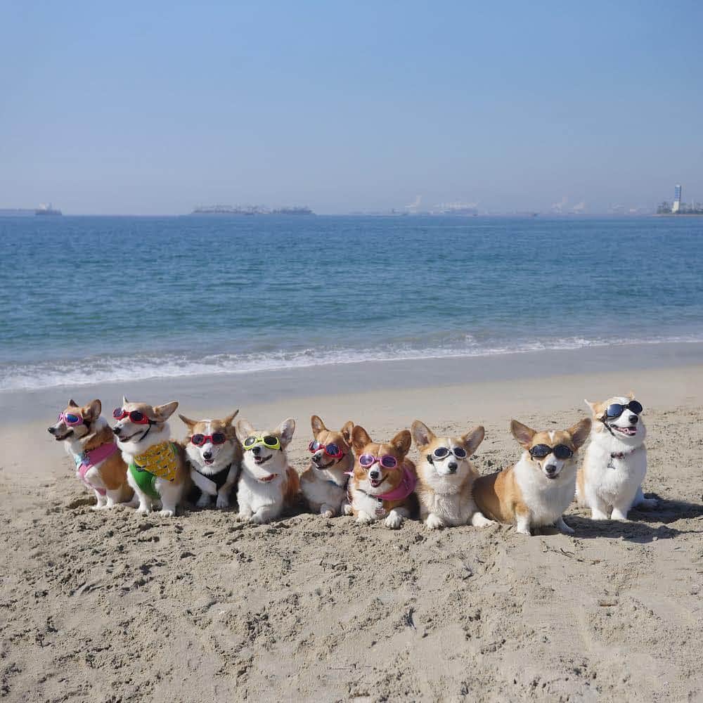 DogsOf Instagramのインスタグラム：「“What a dog person's weekend looks like” writes @emwng  #dogsofinstagram」