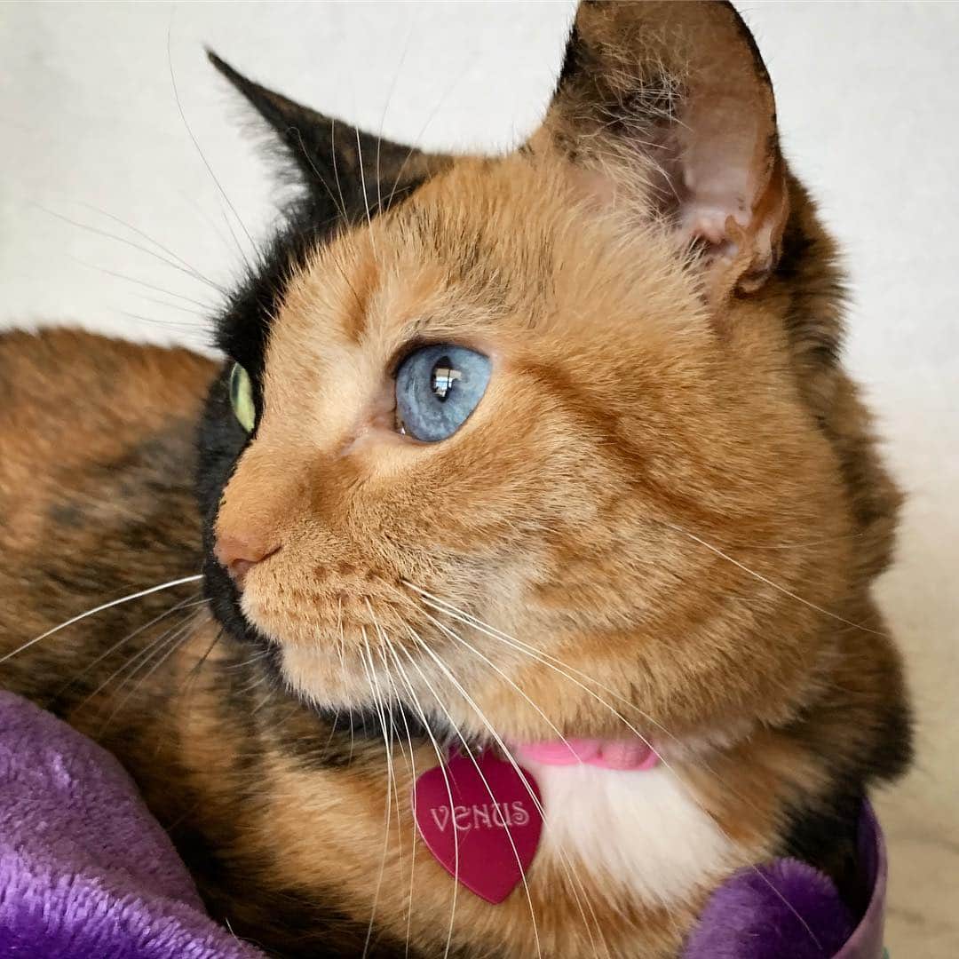 Venus Cat さんのインスタグラム写真 - (Venus Cat Instagram)「Staring down Monday like... #letsgo #bringit #igotthis」4月23日 1時44分 - venustwofacecat