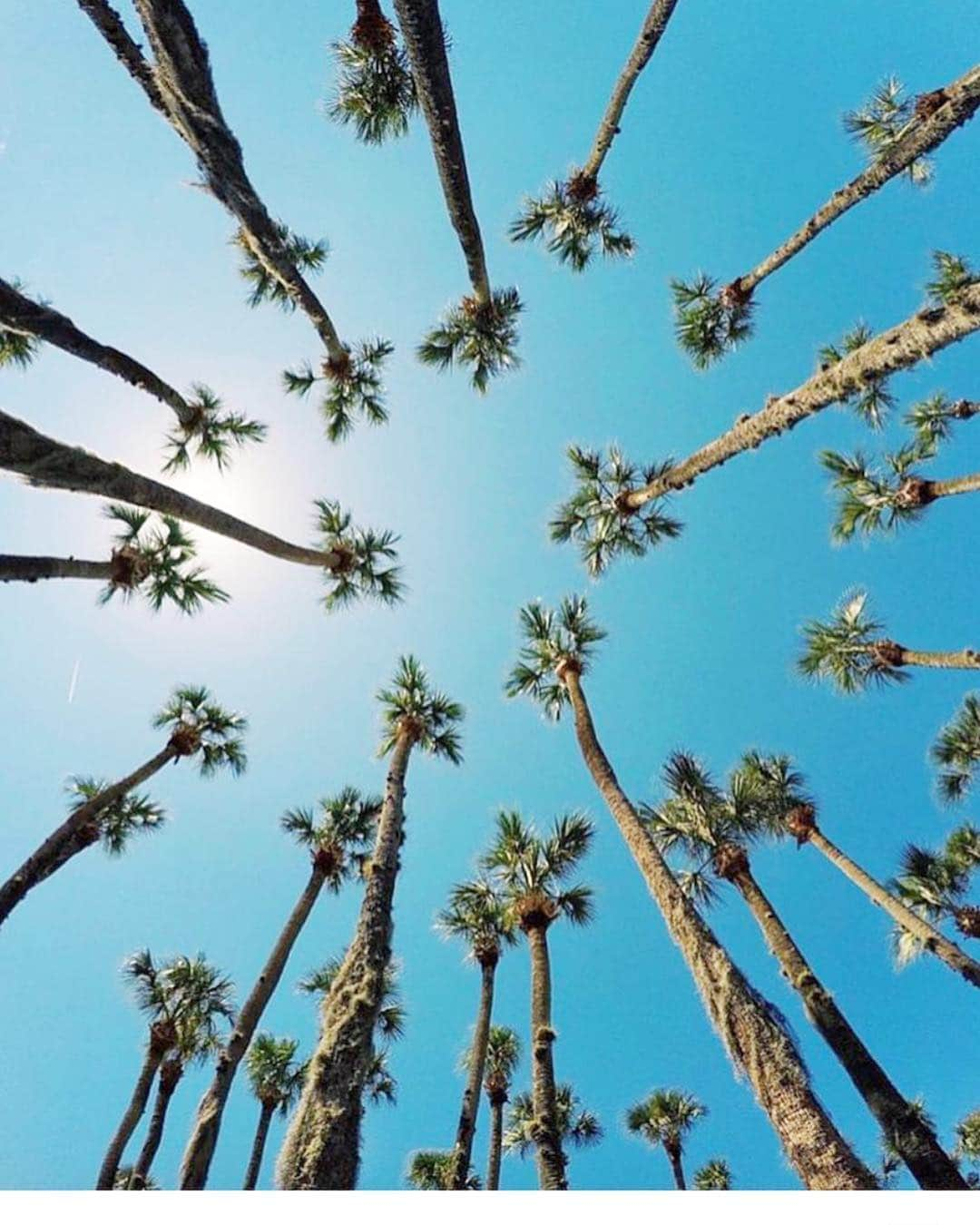 スターメラさんのインスタグラム写真 - (スターメラInstagram)「Monday vibes!!! Enjoy the week  #starmela #printempsete2019 #monday#estern #palms#sunnyweek#monday #newweek#ss19#starmelauk#smile」4月23日 2時11分 - starmelauk