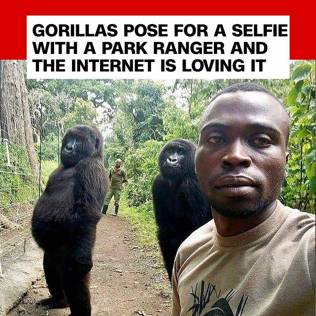 CNNさんのインスタグラム写真 - (CNNInstagram)「Nailed it! 🦍🦍 These gorillas struck flawless, eerily human-like poses in a selfie with park ranger Mathieu Shamavu, who helped rescue the two female orphans when they were babies. "Another day at the office..." Shamavu wrote on Facebook, in a post that was shared more than 20,000 times. The gorillas, Ndakazi and Ndeze, were raised in Virunga National Park in the Democratic Republic of Congo, and "are always acting cheeky so this was the perfect shot of their true personalities," @virunganationalpark wrote on Instagram. (📸: @virunganationalpark)」4月23日 2時55分 - cnn