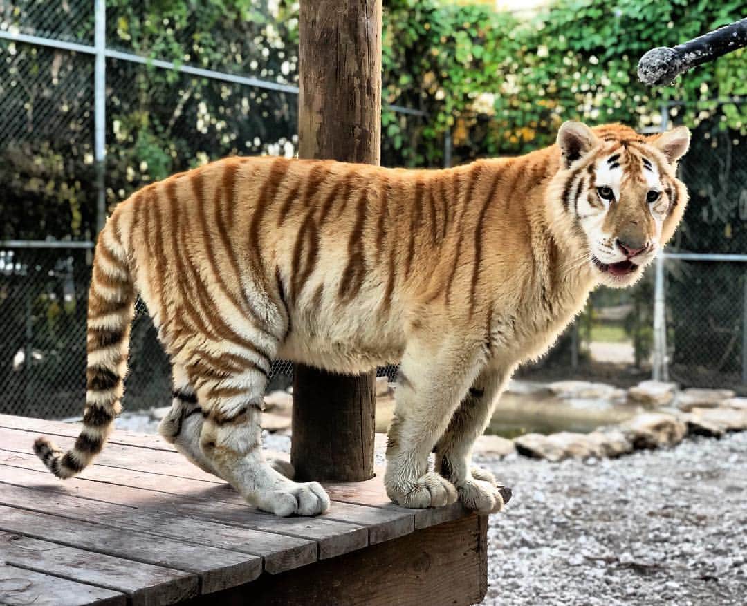 Zoological Wildlife Foundationさんのインスタグラム写真 - (Zoological Wildlife FoundationInstagram)「Sara is now fourteen months, huge and quite beautiful❤️🐾 . #tiger #tigress #tabbytiger #zwf #zwfmiami #bigcat」4月23日 3時02分 - zwfmiami