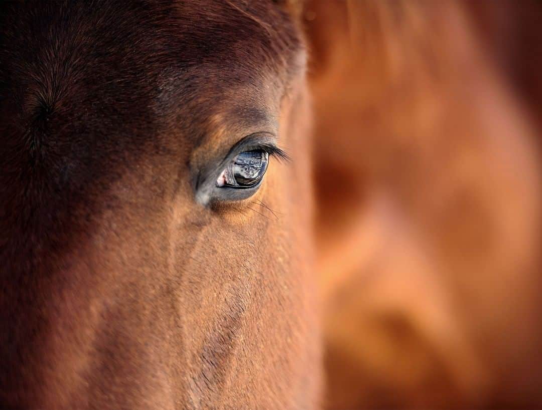 ジ・オニオンさんのインスタグラム写真 - (ジ・オニオンInstagram)「Woman Jealous Of Horse’s Eyelashes」4月23日 3時44分 - theonion