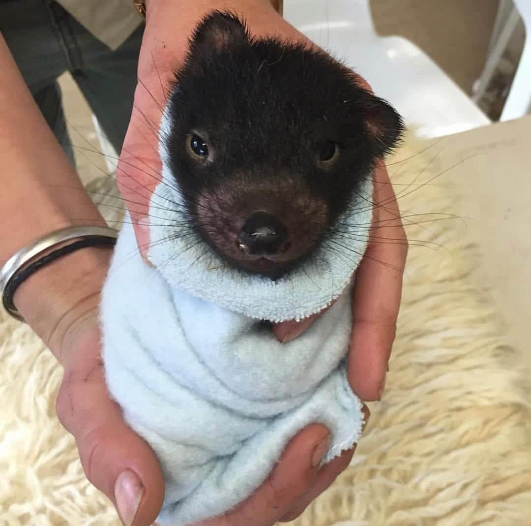 Australiaさんのインスタグラム写真 - (AustraliaInstagram)「FYI: This Tassie devil burrito is for cuddling only, please refrain from biting 😍 @timswildlife explained that “young marsupials feel most comfortable when wrapped up tight, to mimic what it’s like in the pouch” and I’m sure you’d agree, the result is absolutely adorable! This little joey lives at @aussieark on @visitnsw’s @barringtoncoast, which is a #wildlife sanctuary dedicated to saving #Australia’s most endangered animals, the #TasmanianDevil. Book a ‘Devils in the Wild tour’ to get up close and personal with these cuties in their free-range enclosure, and learn more about the conservation work being done there. Depending on the time of year you visit, you might even get the chance to hold and interact with their newest devil joeys. 😉  #seeaustralia #newsouthwales #barringtoncoast #wildlifephotography #travel」4月23日 4時00分 - australia