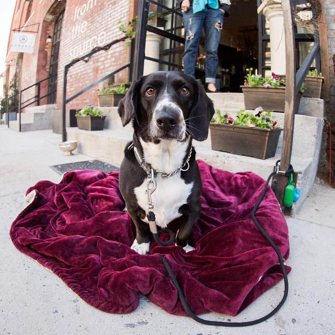 The Dogistさんのインスタグラム写真 - (The DogistInstagram)「Wednesday, Basset Hound mix (3 y/o), Milton & West St., Brooklyn, NY • “This is her spot all summer long.”」4月23日 9時34分 - thedogist