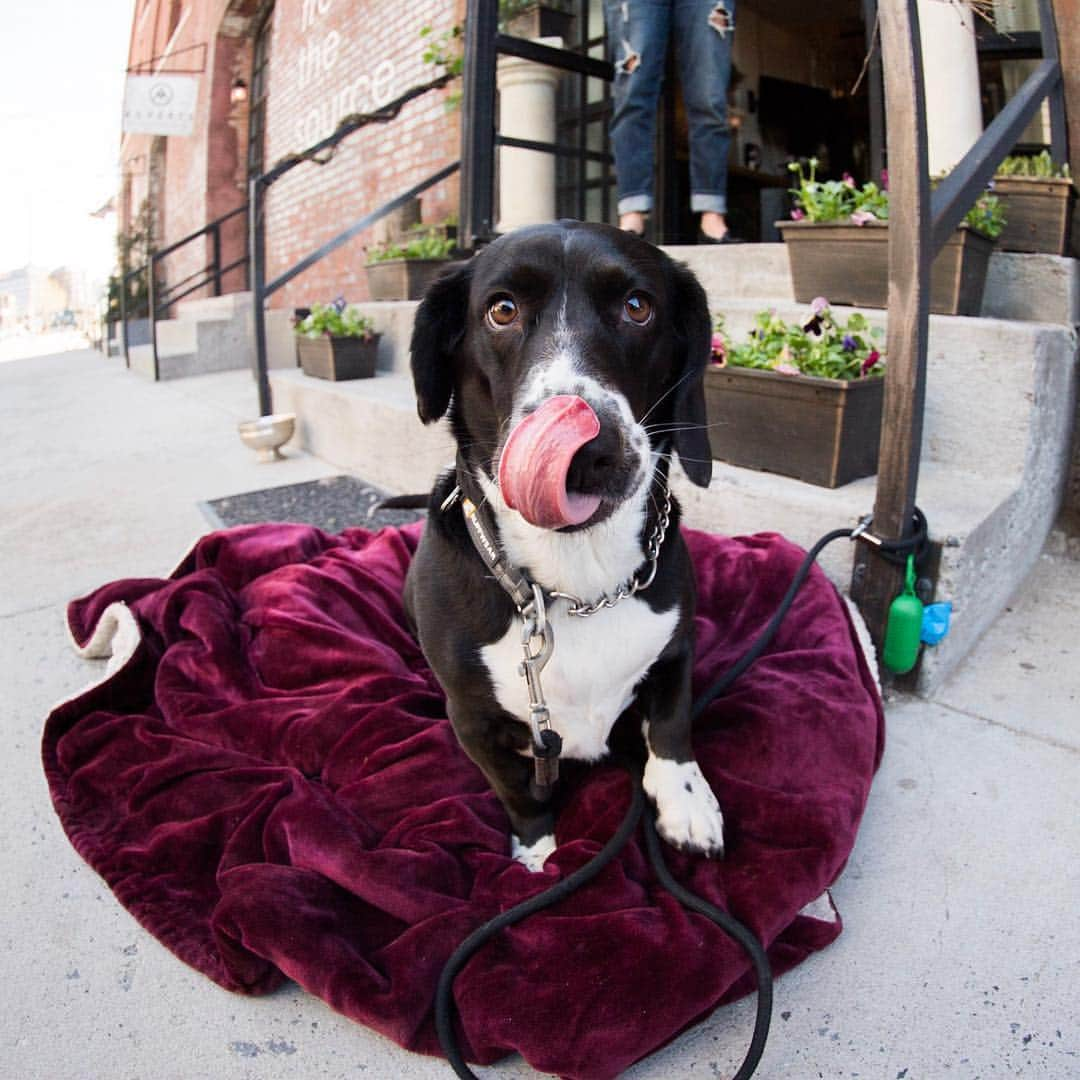 The Dogistさんのインスタグラム写真 - (The DogistInstagram)「Wednesday, Basset Hound mix (3 y/o), Milton & West St., Brooklyn, NY • “This is her spot all summer long.”」4月23日 9時34分 - thedogist