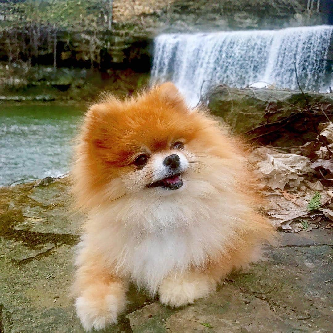 Monique&Gingerさんのインスタグラム写真 - (Monique&GingerInstagram)「Happy Earth Day🌎from one of our favorite places on Earth🤗This is the waterfall that flows right thru the center of the town where we live🌊🏡On the weekends, first thing in the morning☀️Ginger and I grab a @starbucks Cappuccino & Puppuccino ☕️💚(check out our story) and head down to the bottom of the falls💦where we sit on the rocks and look out over this amazing view!🐶👩🏻🥰」4月23日 9時34分 - monique_ginger