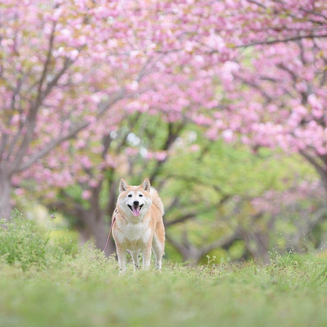 meekooさんのインスタグラム写真 - (meekooInstagram)「桜の妖精みつけたー🌸 2019.4.21撮影」4月23日 9時29分 - meekoo