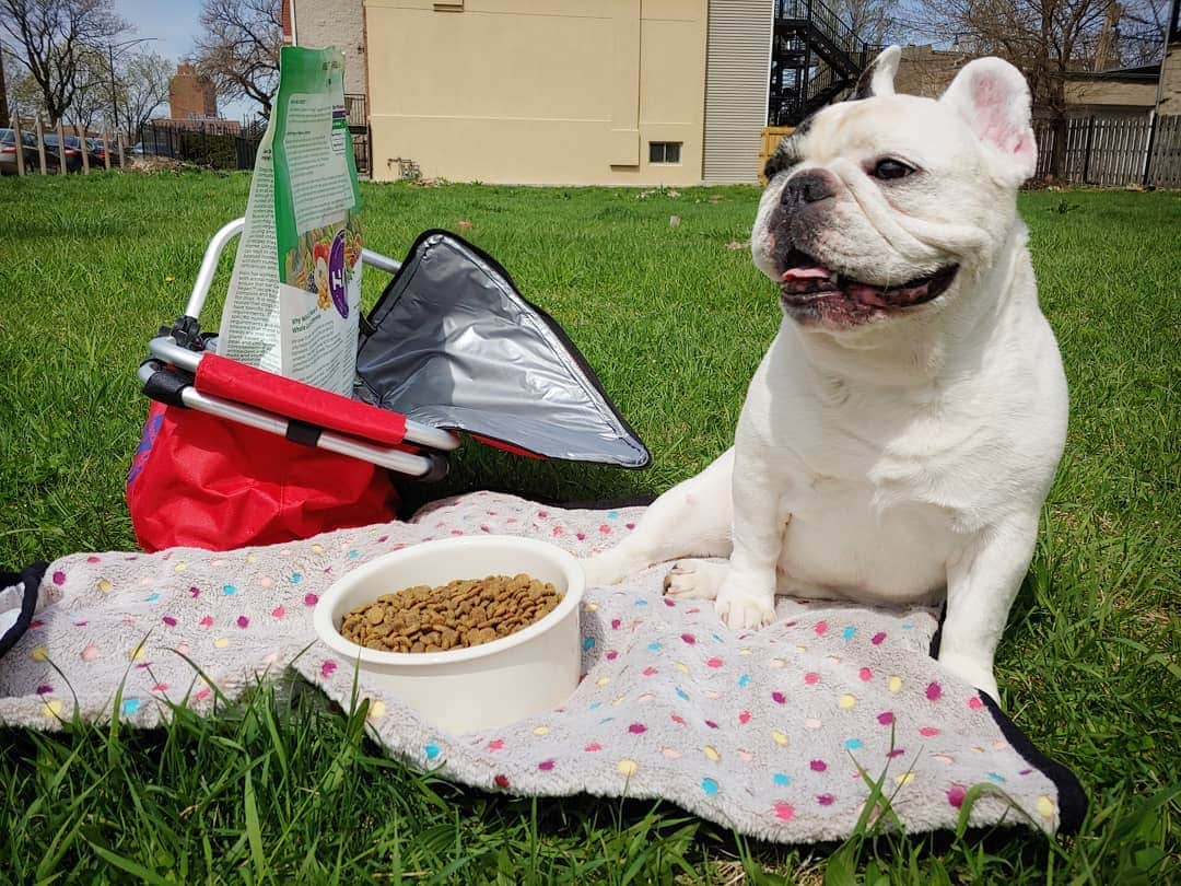 Manny The Frenchieのインスタグラム：「Happy #earthday & #meatlessmonday! Reducing my carbon paw print, by having a picinic lunch eating @halopets garden of vegan as part of my overall diet. Whatcha up to today?!😃🌏🐾🐾」